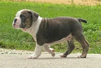 Goose, a male English Bulldog for sale in Minerva, OH – 7 of 8