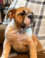 Carlos, a male English Bulldog for sale in Minerva, OH – 9 of 9