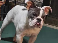 Blue eye Taylor female, a female English Bulldog for sale in Minerva, OH – 3 of 5