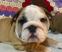 Beautiful Bella, a female English Bulldog for sale in Minerva, OH – 2 of 5