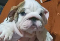Hamburger, a male English Bulldog for sale in Minerva, OH – 7 of 7