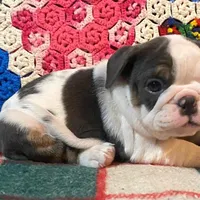 Silly girl, a female English Bulldog for sale in Minerva, OH – Photo 7 of 8