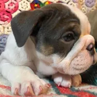 Silly girl, a female English Bulldog for sale in Minerva, OH – Photo 6 of 8