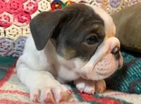 Silly girl, a female English Bulldog for sale in Minerva, OH – Photo 6 of 8