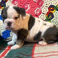 Silly girl, a female English Bulldog for sale in Minerva, OH – Photo 2 of 8