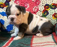 Silly girl, a female English Bulldog for sale in Minerva, OH – Photo 2 of 8