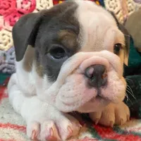 Silly girl, a female English Bulldog for sale in Minerva, OH – Photo 3 of 8