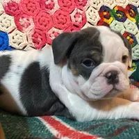 Silly girl, a female English Bulldog for sale in Minerva, OH – Photo 4 of 8