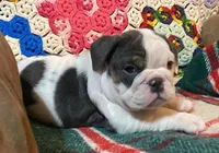 Silly girl, a female English Bulldog for sale in Minerva, OH – Photo 4 of 8