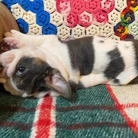 Silly girl, a female English Bulldog for sale in Minerva, OH – Photo 8 of 8