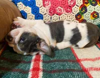 Silly girl, a female English Bulldog for sale in Minerva, OH – Photo 8 of 8