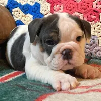 Silly girl, a female English Bulldog for sale in Minerva, OH – Photo 5 of 8