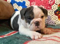 Silly girl, a female English Bulldog for sale in Minerva, OH – Photo 5 of 8