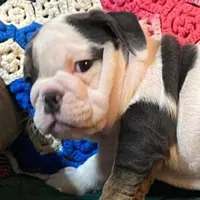 Silly girl, a female English Bulldog for sale in Minerva, OH – Photo 1 of 8