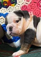 Silly girl, a female English Bulldog for sale in Minerva, OH – Photo 1 of 8