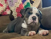 Fe blue tri, a male English Bulldog for sale in Minerva, OH – 2 of 7