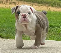 Sandy, a female English Bulldog for sale in Minerva, OH – 2 of 7