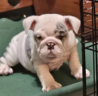 MARSHMALLOW , a female English Bulldog for sale in Minerva, OH – 5 of 10