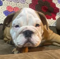 BRUTUS, a male English Bulldog for sale in Minerva, OH – 4 of 6