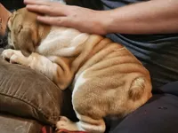 Carlos, a male English Bulldog for sale in Minerva, OH – 8 of 10