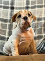 PORK CHOP, a male English Bulldog for sale in Minerva, OH – 9 of 10