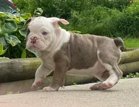 Sandy, a female English Bulldog for sale in Minerva, OH – 4 of 7