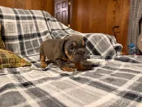 Jetta, a female English Bulldog for sale in Minerva, OH – 2 of 10