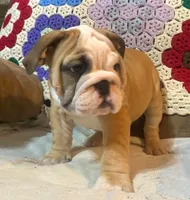 Beautiful Bella, a female English Bulldog for sale in Minerva, OH – 4 of 5