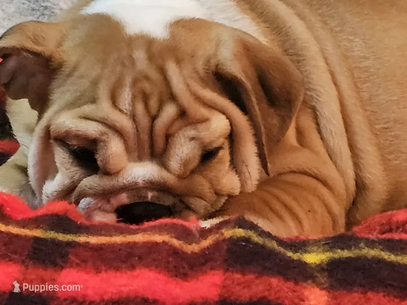Clyde – English Bulldog puppy for sale in Minerva, OH