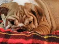 Clyde, a male English Bulldog for sale in Minerva, OH – 1 of 7