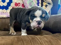 REBEL, a male English Bulldog for sale in Minerva, OH – 7 of 10
