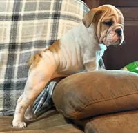 Ham Bone, a male English Bulldog for sale in Minerva, OH – 4 of 7