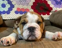 BRUISER, a male English Bulldog for sale in Minerva, OH – 7 of 8