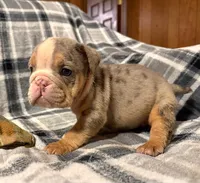 Desi, a female English Bulldog for sale in Minerva, OH – 6 of 10