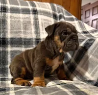 Stormy, a female English Bulldog for sale in Minerva, OH – 6 of 10