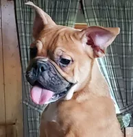 Butterscotch, a female English Bulldog and French Bulldog for sale in Minerva, OH – 2 of 2