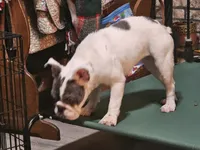 Blue eye Taylor female, a female English Bulldog for sale in Minerva, OH – 5 of 5