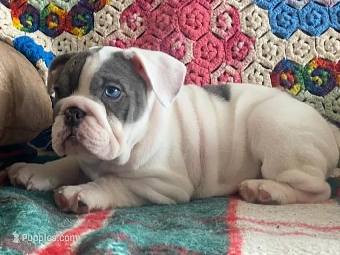 Blue eye – English Bulldog puppy for sale in Minerva, OH