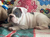 Blue eye, a female English Bulldog for sale in Minerva, OH – Photo 1 of 5
