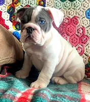 Blue eye, a female English Bulldog for sale in Minerva, OH – Photo 3 of 5