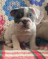 Blue eye, a female English Bulldog for sale in Minerva, OH – Photo 5 of 5