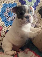 Blue eye, a female English Bulldog for sale in Minerva, OH – Photo 2 of 5
