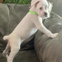 SNOWFLAKE CH SIRED, a female Boxer for sale in Minerva, OH – Photo 8 of 9