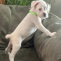 SNOWFLAKE CH SIRED, a female Boxer for sale in Minerva, OH – Photo 3 of 9