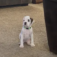 SNOWFLAKE CH SIRED, a female Boxer for sale in Minerva, OH – Photo 5 of 9