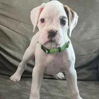 SNOWFLAKE CH SIRED, a female Boxer for sale in Minerva, OH – Photo 1 of 9