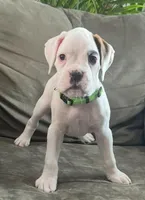 processed/c89a461f-9cf2-41b4-8a1a-70f40246d27d/listing/30f73016-acee-42b3-bbb3-1f1fbfba48c9/8b48940e-a676-4ce6-8e50-d5f73aa32157