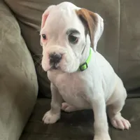 SNOWFLAKE CH SIRED, a female Boxer for sale in Minerva, OH – Photo 9 of 9