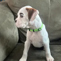 SNOWFLAKE CH SIRED, a female Boxer for sale in Minerva, OH – Photo 6 of 9