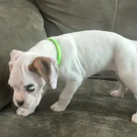 SNOWFLAKE CH SIRED, a female Boxer for sale in Minerva, OH – Photo 7 of 9